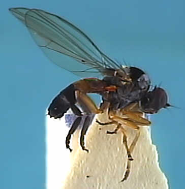 Callomyia amoena